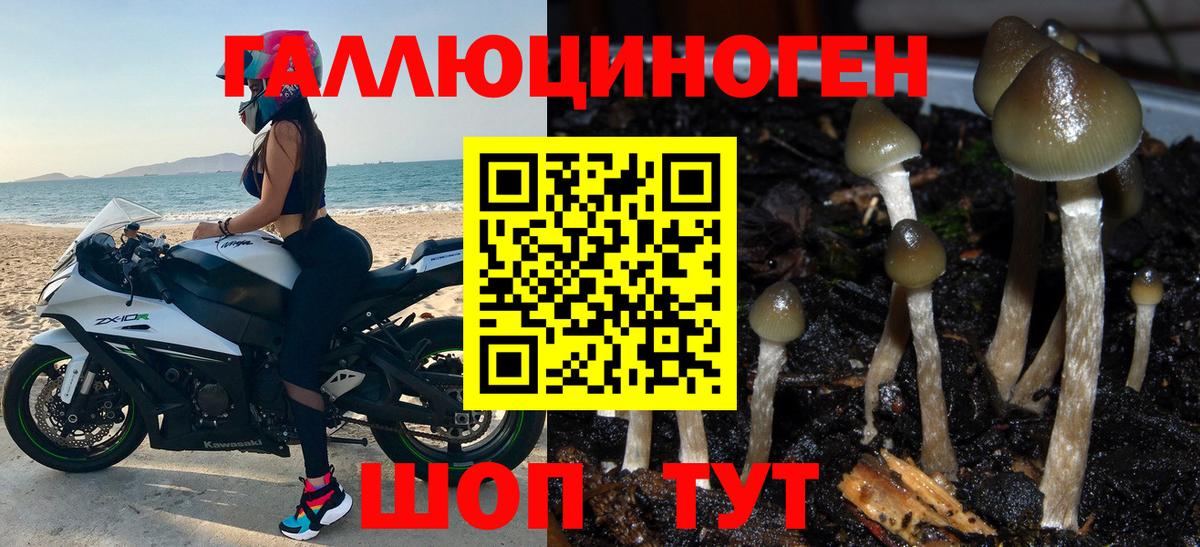 Псилоцибиновые грибы прущие грибы  Вход с VPN  Бердск  сколько стоит  Галлюциногенные грибы мухоморы 